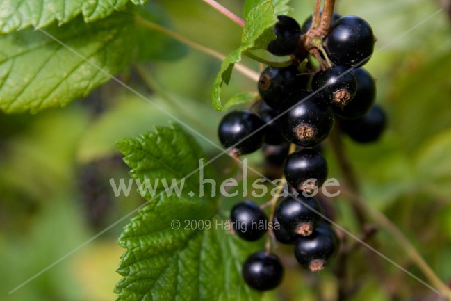 En klase svarta vinbär hänger i sin buske. Vinbär är en riktig vitaminkick och väldigt goda att äta direkt från busken. Rårörda vinbär på frukostgröten är en annan favorit.
